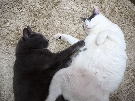 仲良く眠る猫