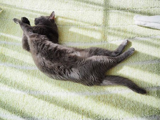日向ぼっこする猫