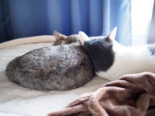 昼寝中の猫
