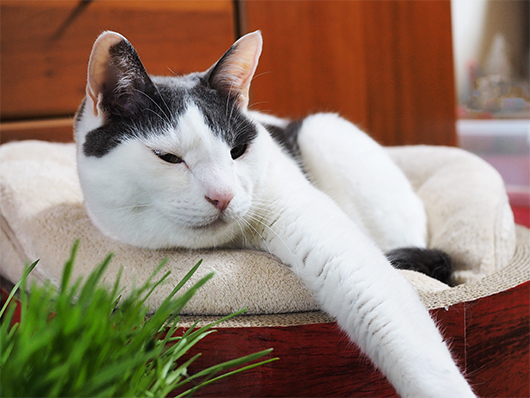 猫草と猫