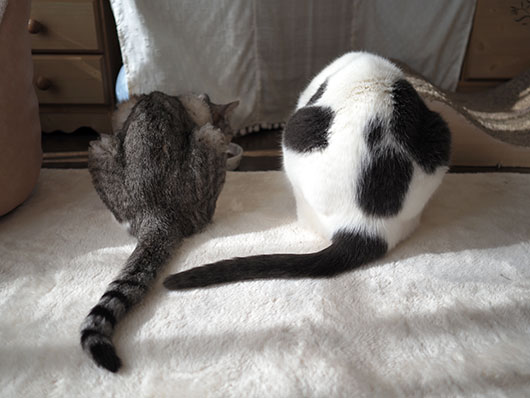 朝ご飯を食べる猫