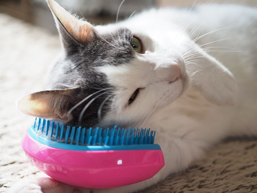 タングルティーザーと猫