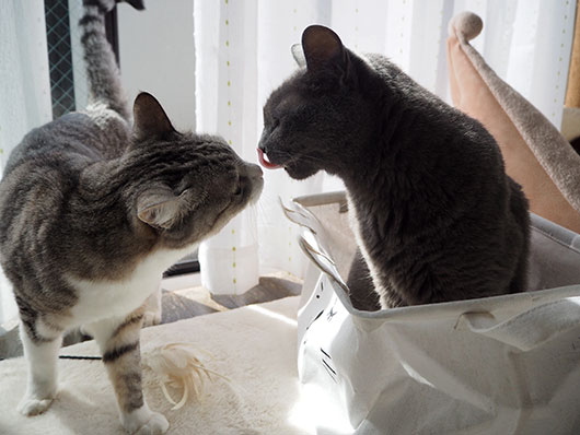 仲良しの猫