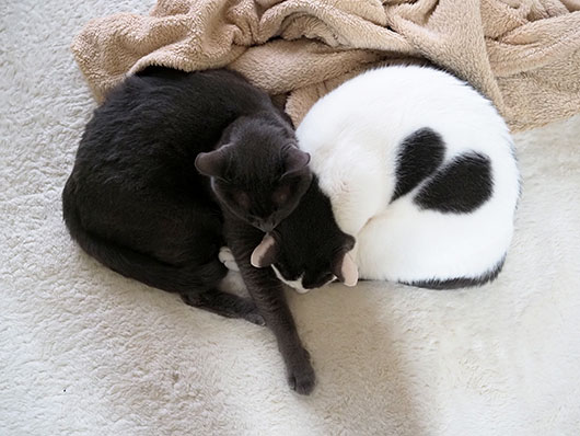 べったりな猫