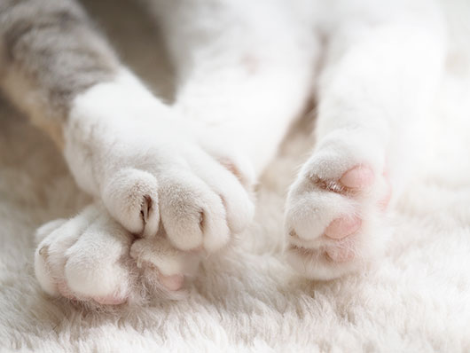 かわいいお手々 ねこ3生活 Powered By ライブドアブログ かわいいお手々 ねこ3生活 Powered By ライブドアブログ
