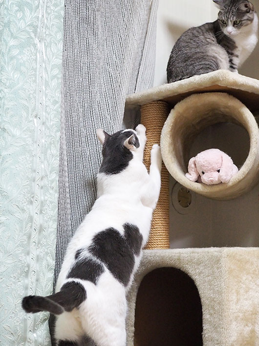キャットタワーと猫