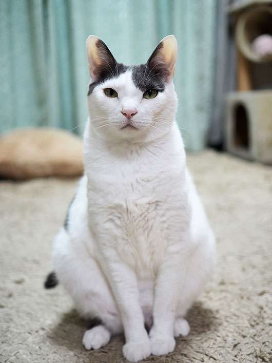 今日は正面から いい顔見せて ねこ３生活 Powered By ライブドアブログ