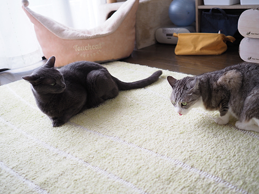 ねこ3