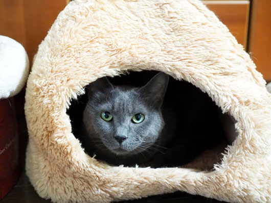 ハウスに入っている猫