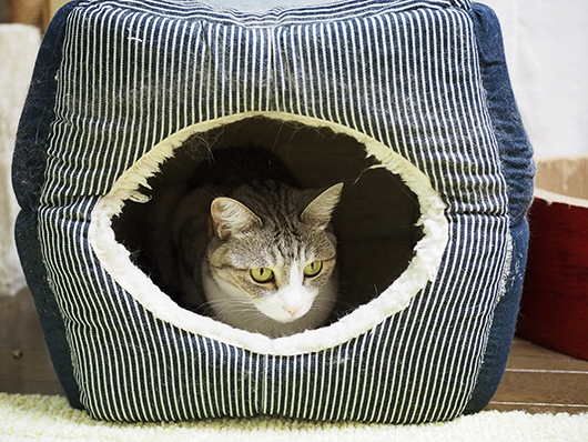 キャットハウスの中の猫