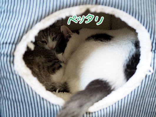 キャットハウスの中の猫
