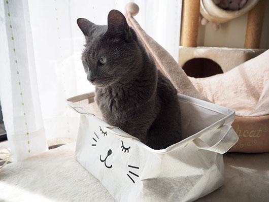 日向ぼっこする猫