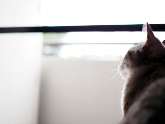 外を眺める猫