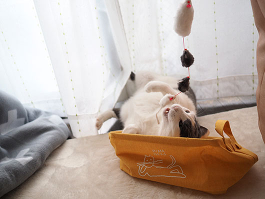 猫じゃらしで遊ぶ猫