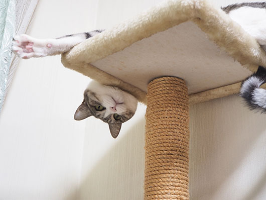 キャットタワーの上の猫
