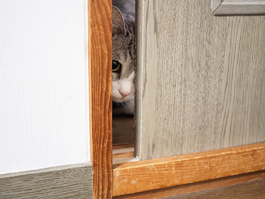 閉じ込められた猫