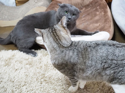ケンカする猫