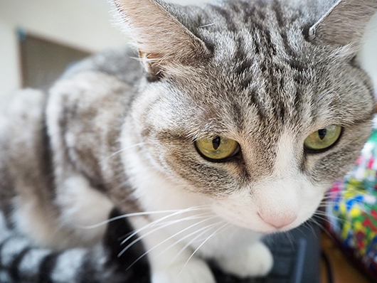 パソコンの上の猫