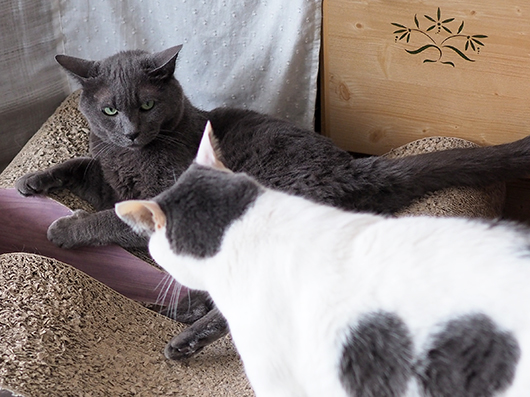 ケンカする猫