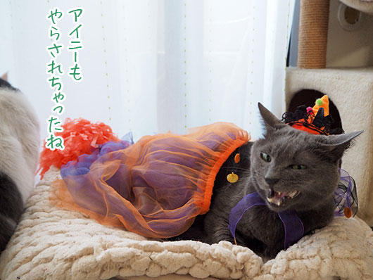 ハロウィンの猫