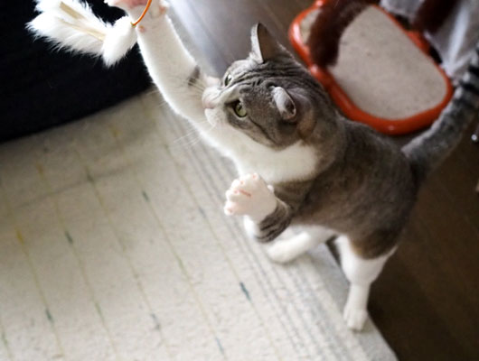猫じゃらしを追いかける猫