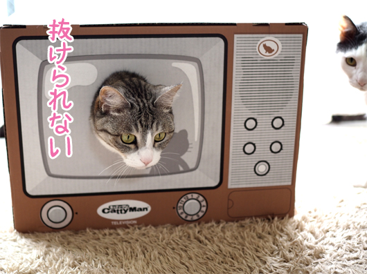 テレビ型爪とぎと猫