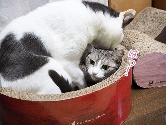 気づいた猫