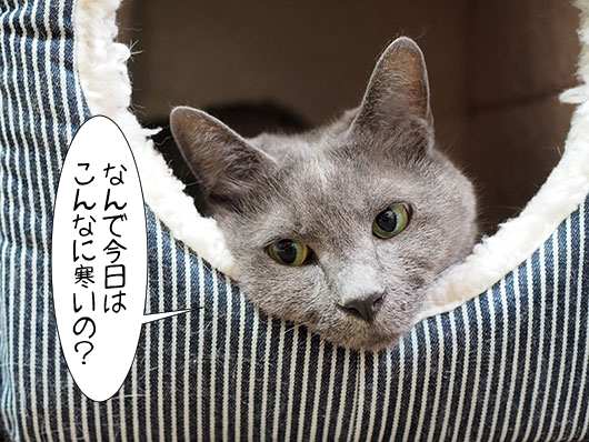 キャットハウスの中の猫