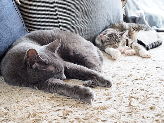 同じポーズで眠る猫