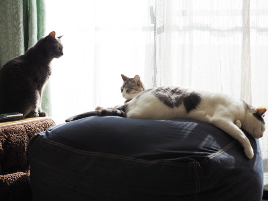 眠い猫