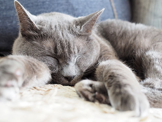 眠る猫