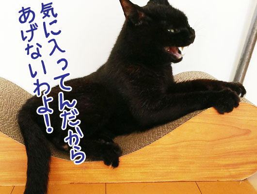 怒る黒猫