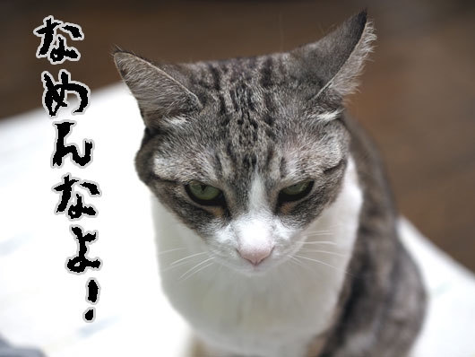 なめ猫
