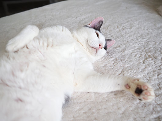 寝転がる猫