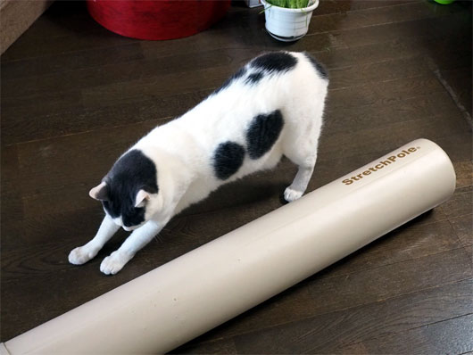 ストレッチポールと猫