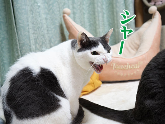 シャーする猫