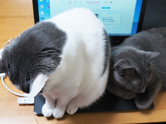 パソコンの上の猫