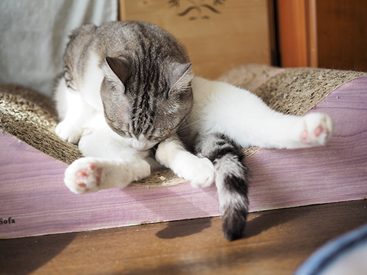 グルーミングする猫