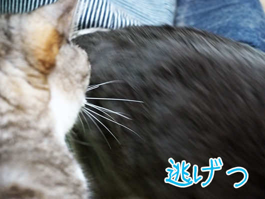 逃げる猫