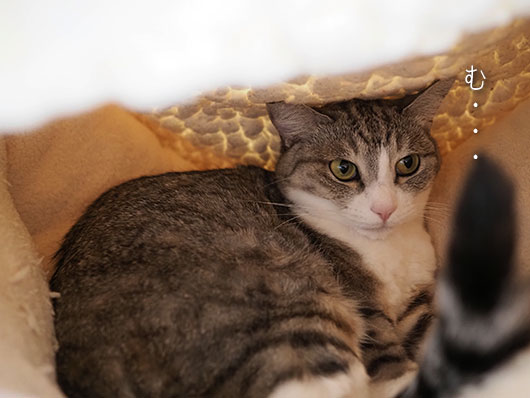 猫ベッドの猫