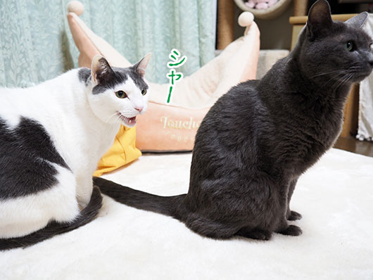 ビビる猫