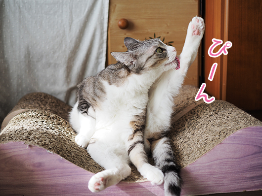 グルーミングする猫