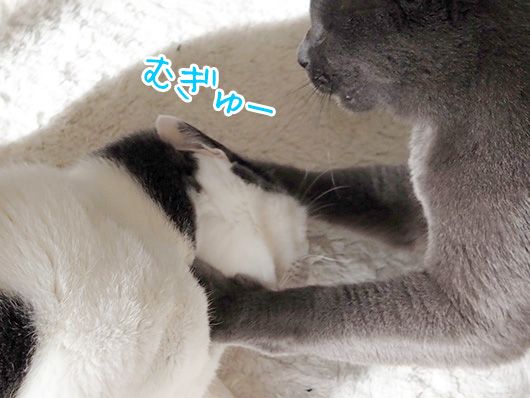 ケンカする猫