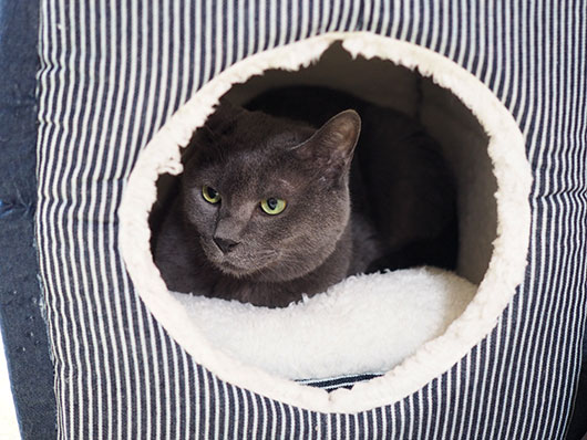 キャットハウスの猫