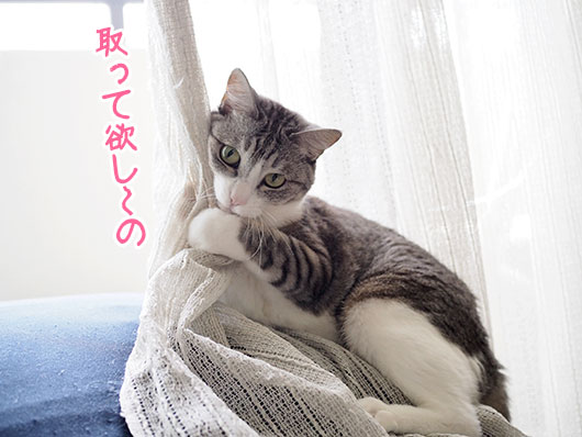 お願いする猫