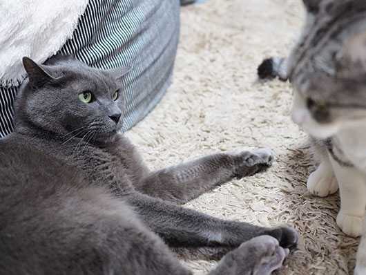にらみ合う猫