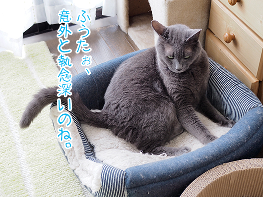 ケンカする猫