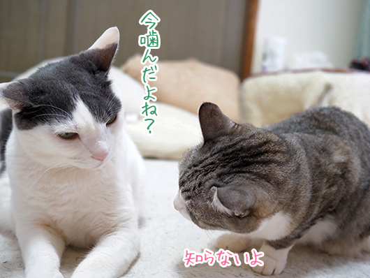 怒る猫