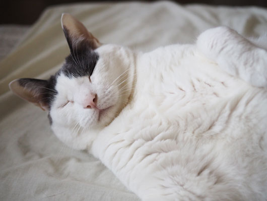 夏バテの猫