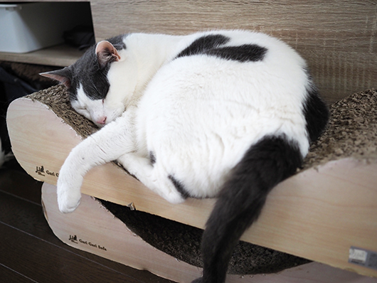 ハート猫